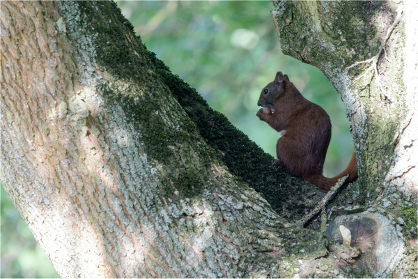 Eichhörnchen