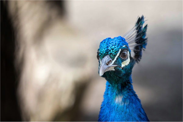 Pfau