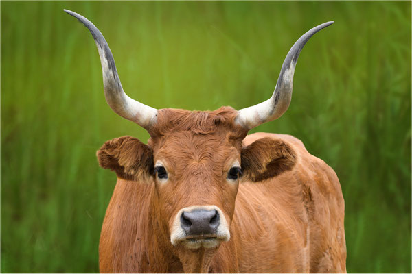 Longhorn