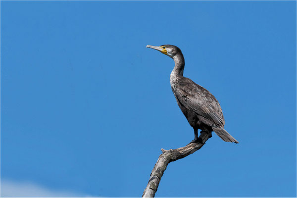 Kormoran