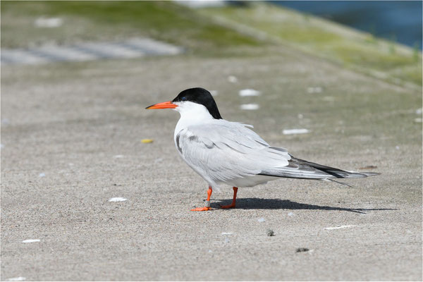 Küstenseeschwalbe 