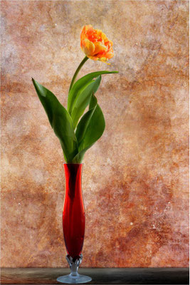 Tulipa