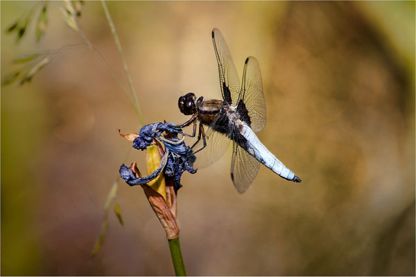 Plattbauchlibelle