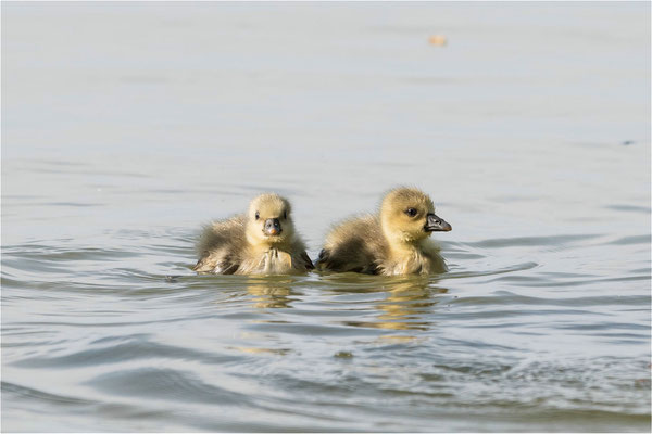 neue Tollenseseebewohner (Graugänsekücken)