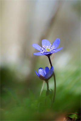 Leberblümchen