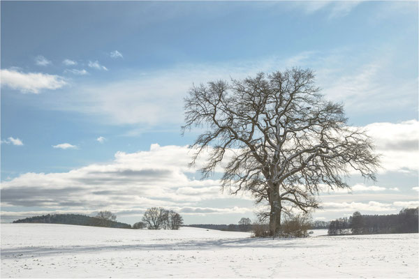 Wintereiche bei Klein Vielen
