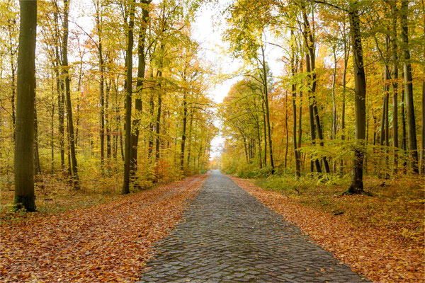 Herbstlaubfeuer