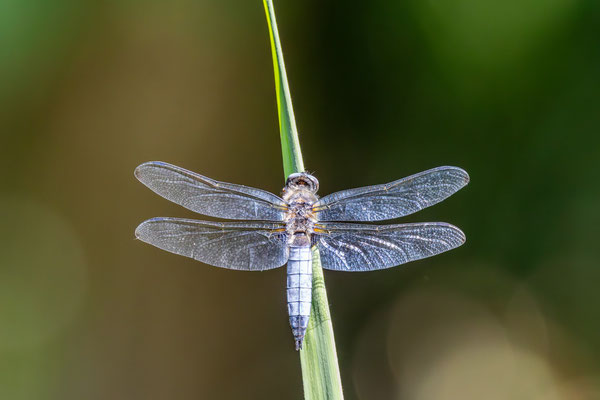 Plattbauchlibelle