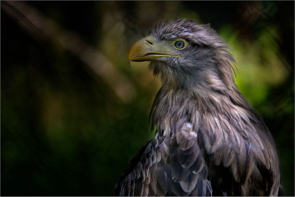 Steinadler