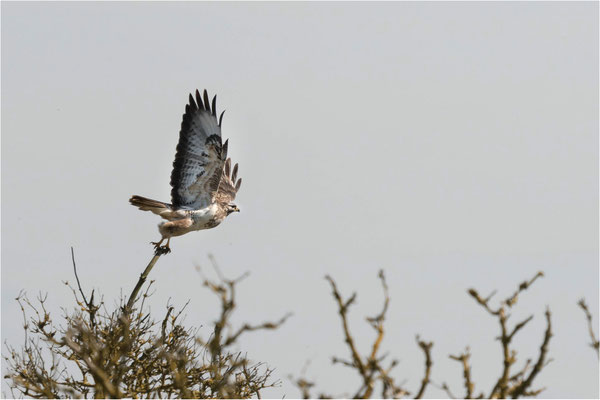Mäusebussard
