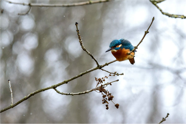 Eisvogel auf seinem Ansitz