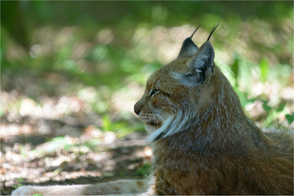 Luchs