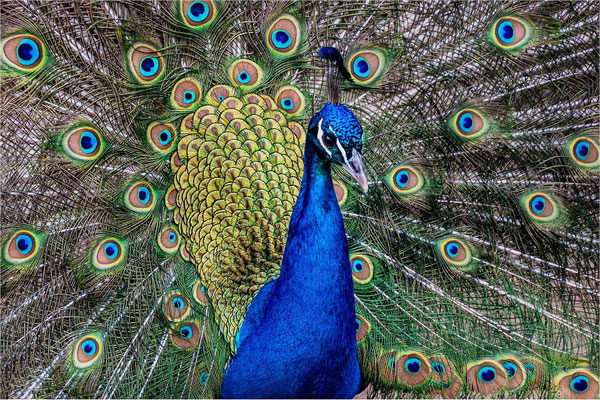 Pfau