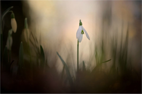 Frühlingsbote