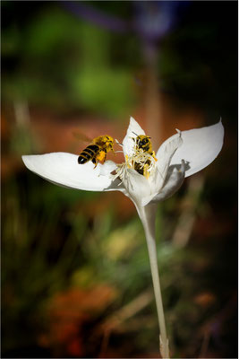 Treffpunkt Herbstkrokus