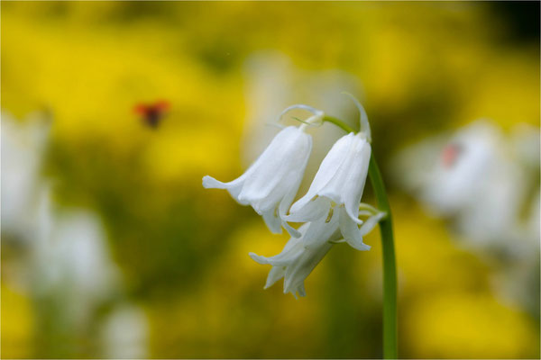 Frühlingsboten