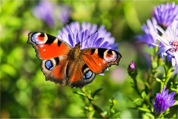 Tagpfauenauge auf einer Aster