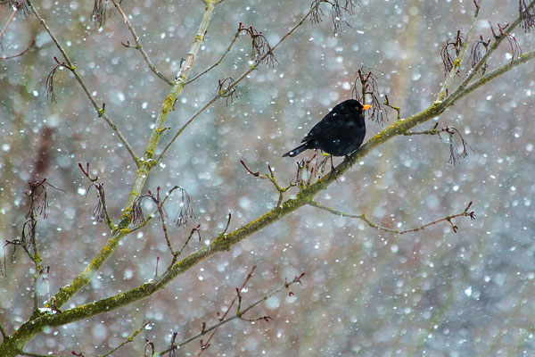 Amsel