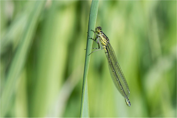 Mond-Azurjungfer  - Libelle des Jahres 2024  