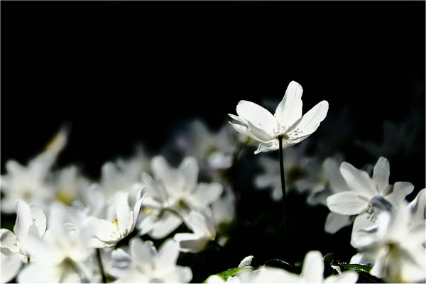 Anemone