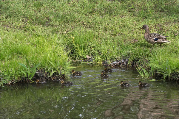 Stockenten-Nachwuchs auf dem Gätenbach
