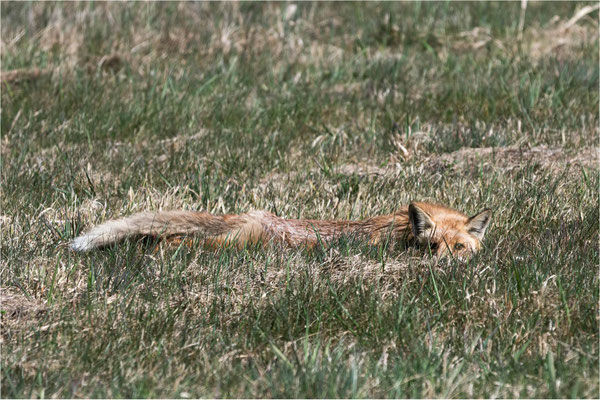 Fuchs in voller Deckung
