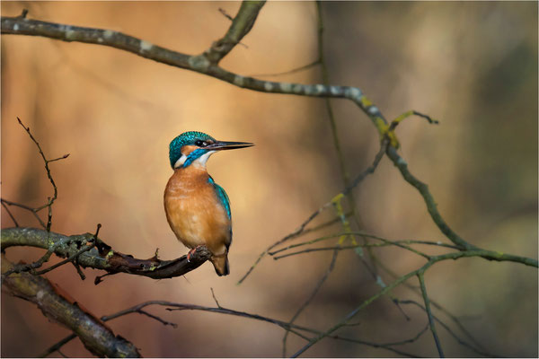 Eisvogel am Gätenbach