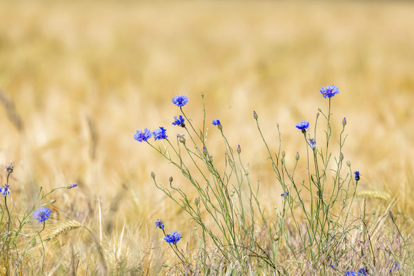 Kornblumen