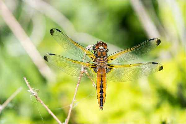 Blaupfeil-Spitzenfleck  (Jungtier)