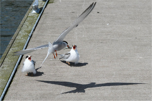Küstenseeschwalbe Anflug mit Futter  