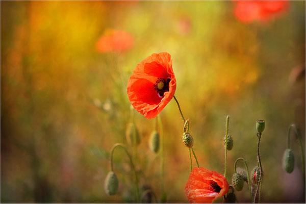Klatschmohn