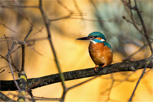 Eisvogel