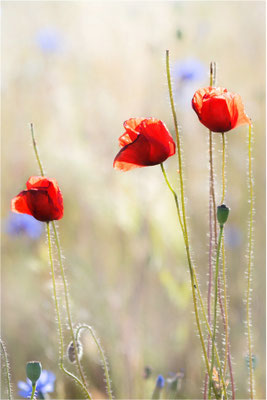 Klatschmohn