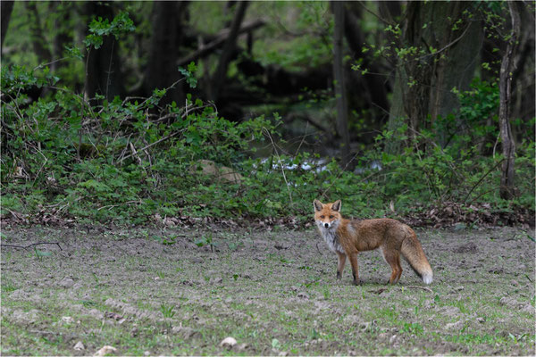 Fuchs