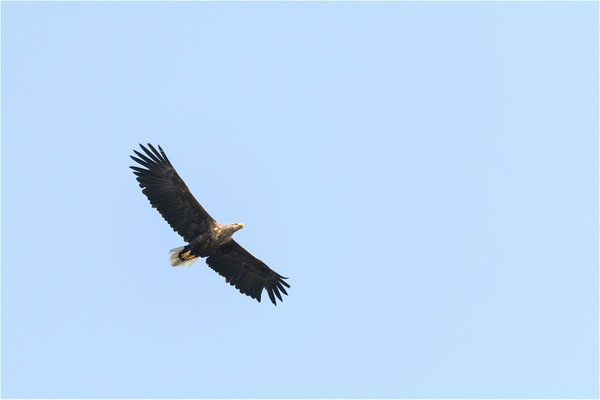 auch der Seeadler kommt relativ nahe vorbei