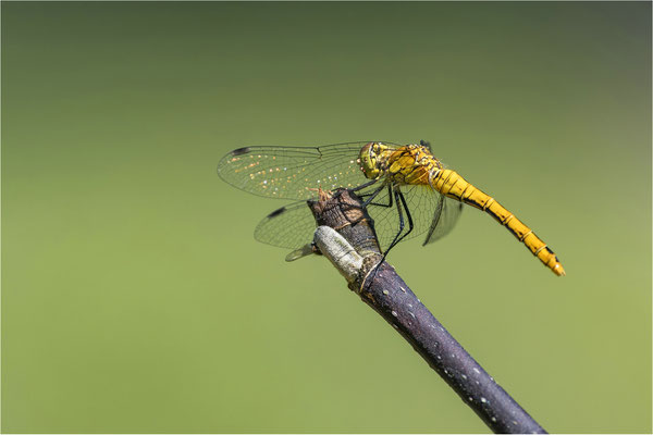 Heidelibelle