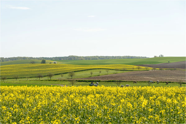 Beginn der Rapsblüte