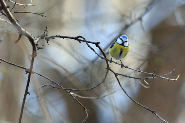 Blaumeise