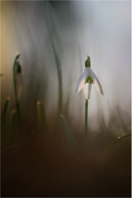 Frühblüher