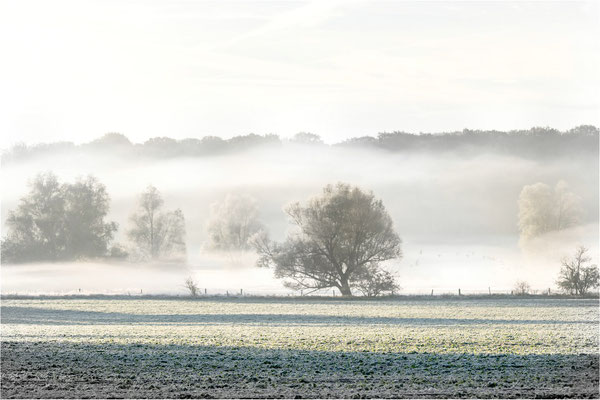 Frühnebel