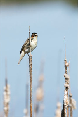 Schilfrohrsänger in Aktion