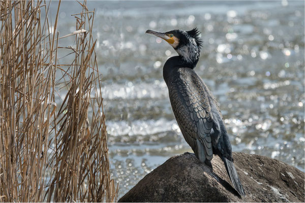Kormoran