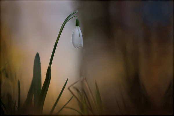 Schneeglöckchen