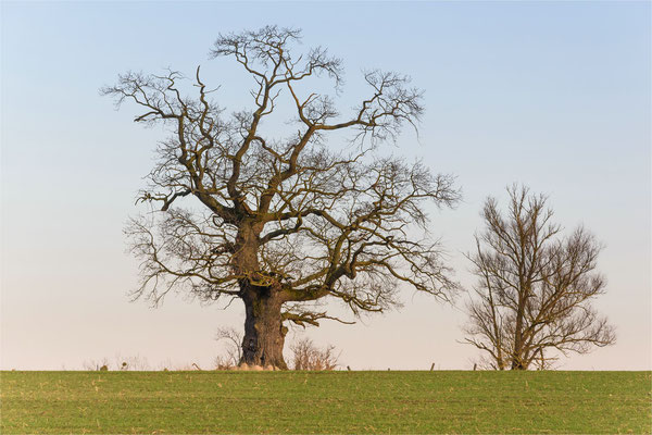 alte Eiche