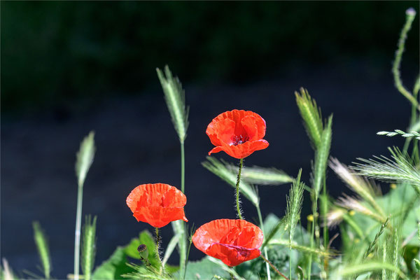 Mohn