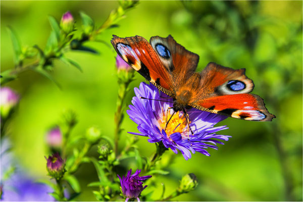 Tagpfauenauge auf einer Aster