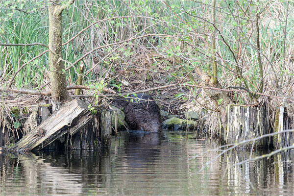 Biber am Tollensesee 