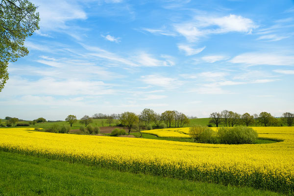 Rapsland bei Rahnenfelde