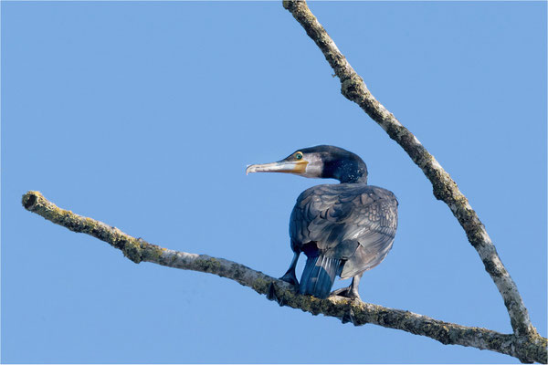 Kormoran