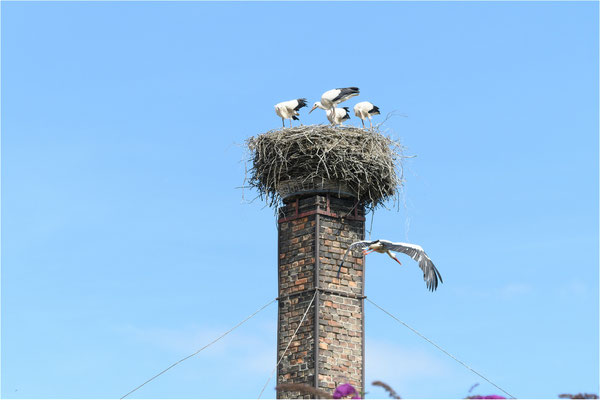 Storchennachwuchs in Lassan